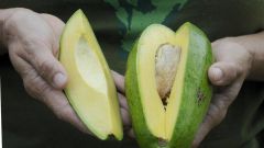 Avocado Avocados Vitamin Www Loveonetoday Com Sheah Rarback Lutein Avocado Aids