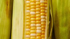 Fiber Corn Insoluble Fiber Nutritional Sciences Sweet Corn New York Times